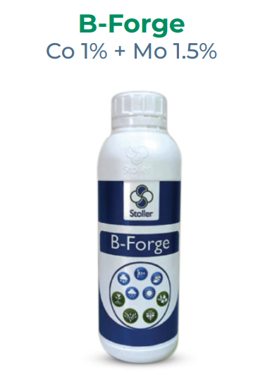 B-Forge / Co 1% + Mo 1.5% / Stoller / 2026 / 1 lt